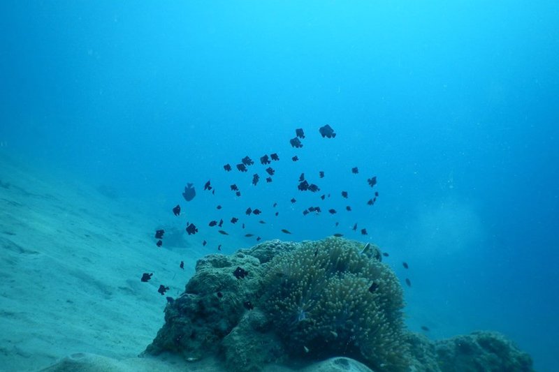2 Tank Inshore Dive Charter